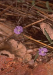 Blue Periwinkle, Tropical Speedwell