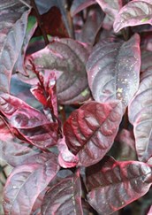 Burgundy Caricature Plant