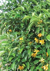 Gardenia