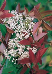 Photinia