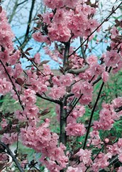 Purple Leaved Plum, Blireana