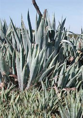 American Agave, American Aloe, Century Plant