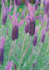 Avonview Lavender