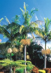 Bangalow Palm