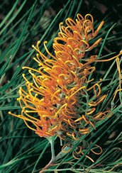 Grevillea Honey Gem