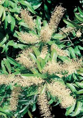 Ivory Curl Flower