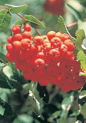 Rowan Tree, Service Tree or Mountain Ash