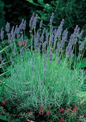 English Lavender