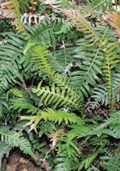 Rasp Fern