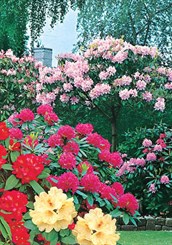 Rhododendrons