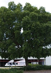 Allosyncarpia