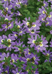 Fan Flower