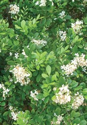 Mock Orange - Seedling Grown Form