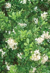 Mock Orange