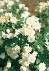 Banksia Rose