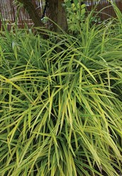 Dwarf Pandanus, Pygmy Pandanus