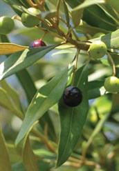 European and African Olives