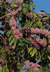 Pink Euodia
