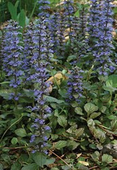 Ajuga