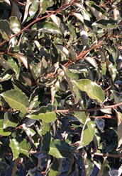 Elaeagnus