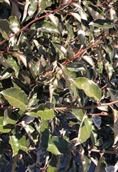 Elaeagnus