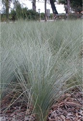 Kingsdale Poa
