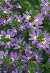 Fan Flower