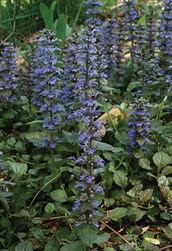 Ajuga