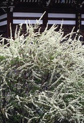 Baby's Breath Spirea
