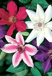 Clematis
