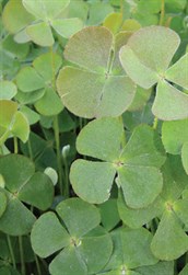 Common Nardoo