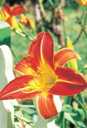 Day Lilies