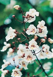 Indian Bean Tree