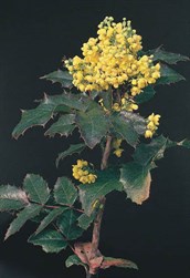 Tall Oregon Grape