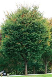 Zelkova