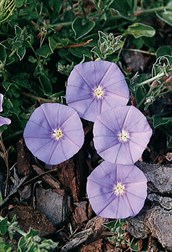 Blue Saucer Flower