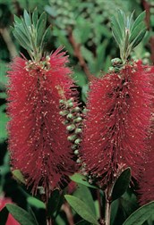 Bottle Brush