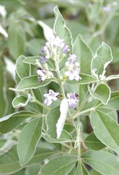 Creeping Vitex