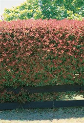 Dwarf Photinia
