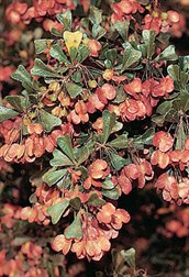 Hopbush, Varnish Leaf Hopbush