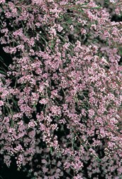 Paynes Thryptomene