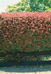 Photinia