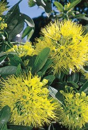 Dwarf Golden Penda
