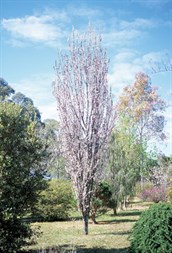 Flowering Plum