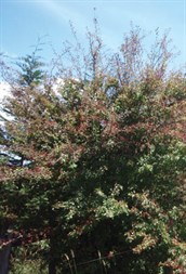 Hawthorn