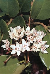 Native Hoya