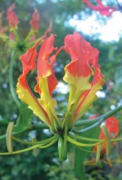 Glory Lily