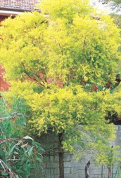 River Tea Tree