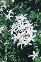 Azores Jasmine