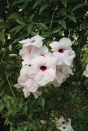 Bower of Beauty